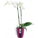 Elho Brussels Diamond Orchid High 12,5 - Pot de fleurs - Rose pâle - Intérieur - Ø 12,7 x H 15,2 cm