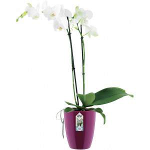 Elho Brussels Diamond Orchid High 12,5 - Pot de fleurs - Rose pâle - Intérieur - Ø 12,7 x H 15,2 cm