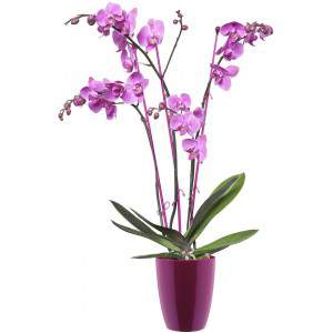 Elho Brussels Diamond Orchid High 12,5 - Pot de fleurs - Rose pâle - Intérieur - Ø 12,7 x H 15,2 cm