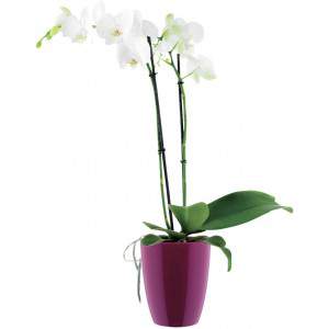 Elho Brussels Diamond Orchid High 12,5 - Maceta - Rosa suave - Interior - Ø 12,7 x H 15,2 cm