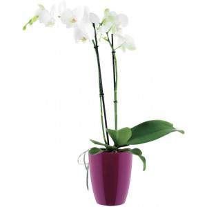 Elho Brussels Diamond Orchid High 12,5 - Pot de fleurs - Rose pâle - Intérieur - Ø 12,7 x H 15,2 cm