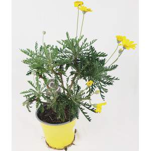 Euryops Chrysanthemoides Pectinatus - Margarida de Paris