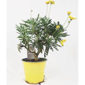 Euryops Chrysanthemoides Pectinatus - Daisy of Paris