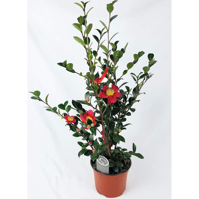 Camellia Sasanqua - winter camellia sazankwa 17cm Camellia Sasanqua - winter camellia sazankwa 17cm