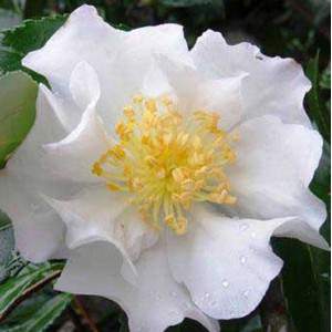 Camellia whi Sasanqua