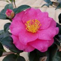 Camelia fuchsia Sasanqua