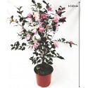 Camellia rosa Sasanqua - camelia rosa invierno sazankwa 23cm