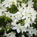 Azalea or Rhododendron - Rosa delle Alpi white flower