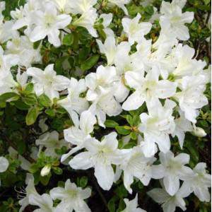 Azálea ou rododendro - flor branca Rosa delle Alpi