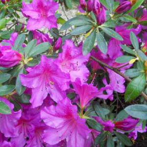 Azalia lub rododendron - różowy kwiat alp fioletowy