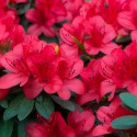 Azálea ou rododendro - flor vermelha Rosa delle Alpi