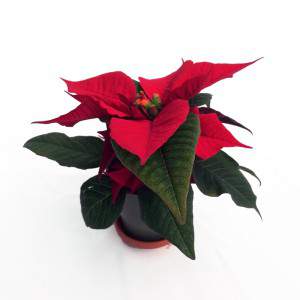 Stella di Natale o...