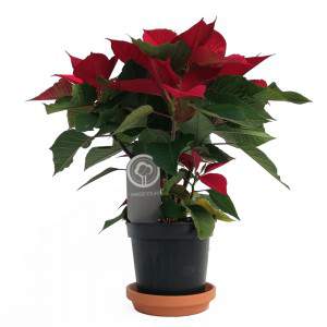 Stella di Natale o Poinsettia pianta in vaso