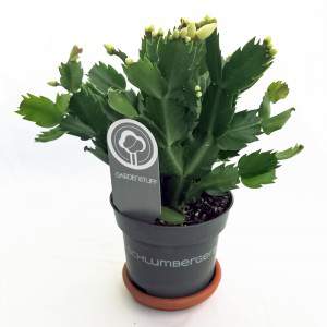 Schlumbergera Cactus di Natale vaso 13 bianco