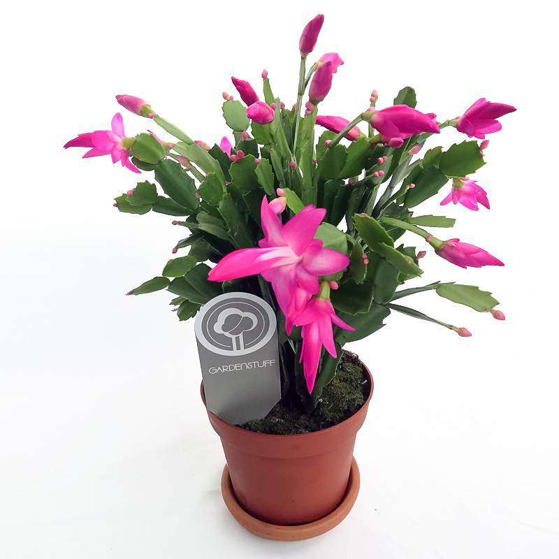 Schlumbergera Christmas cactus pot 13 fuchsia