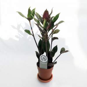 Florero Tradescantia spathacea o Misery Herb 12cm