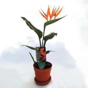 Composition Strelitzia