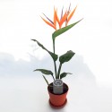 Strelitzia der Paradiesvogel Blume