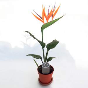 Strelitzia der Paradiesvogel Blume