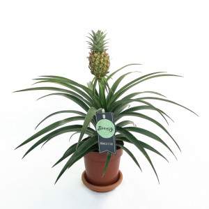 Planta ananas comosus