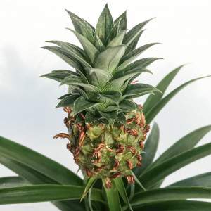 Vaso de planta Ananas comosus 12cm