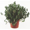 Misembryanthenum - Planta suculenta - vaso 14cm