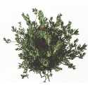 Mesembriantemo - Planta suculenta - maceta 14cm