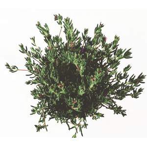 Mesembriantemo - Planta Suculenta - vaso 14cm