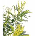 Fiori di Mimosa Acacia Dealbata profumata
