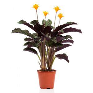 CALATHEA CROCATA Tassmania - Eternal Flame