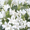 Campanula Dalmata Portenschlagiana fiore bianco