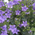 Campanula Dalmata Portenschlagiana fiore blu