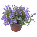 Bellflower en maceta azul - Campanulacea Dalmata Portenschlagiana