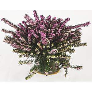 ERICA CARNEA LENA in VASO
