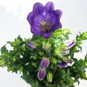 flower CAMPANULA APPEAL vase 14 purple
