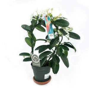 GELSOMINO DEL MADAGASCAR STEPHANOTIS