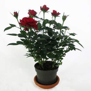 Red rose plant vase 11cm