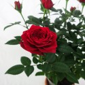 Vaso rosa vermelha 11cm