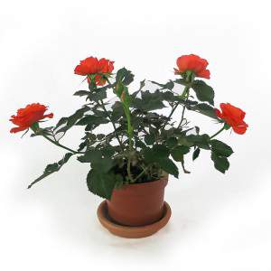 Orange rose plant pot 11cm
