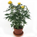 Yellow rose plant pot 11cm