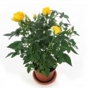 Rose plant in yellow 11cm vase