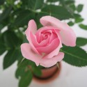 Różowa róża wazon 11 cm