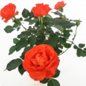 Orange rose vase 11cm