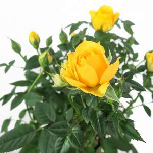 Yellow rose vase 11cm