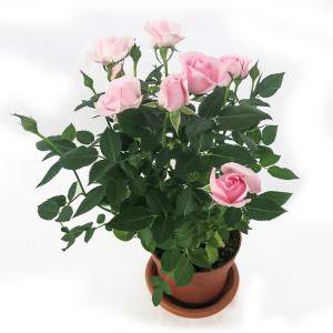 Pianta di rosa vaso 11cm color rosa
