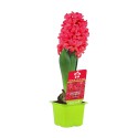 Giacinto Hyacinthus in vaso rosso fiorito