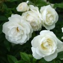 Rosellina bianca vaso 11cm