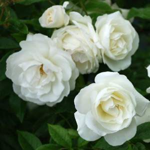 Florero rosa blanca 11cm
