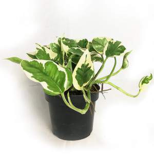 POTHOS EPIPREMNUM N-JOY VASE 12cm