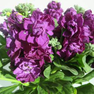 flor violeta de VIOLACIOCCA